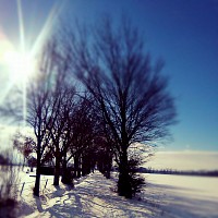 Winterbäume