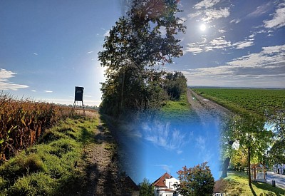 Kollage