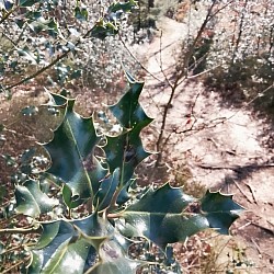 Waldweg