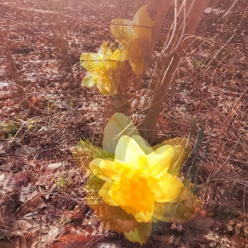 Wildblumen