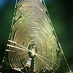 Spinnennetz