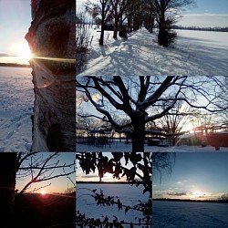 Bäume im Schnee