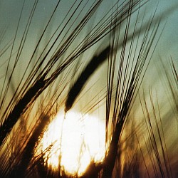 Sonnenuntergang im Feld