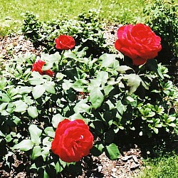 Rosen