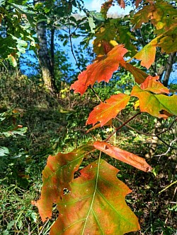 Herbst