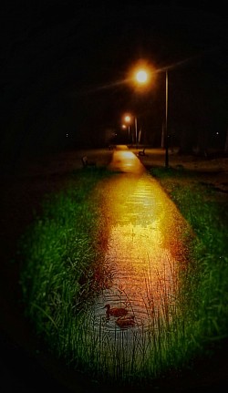 Ententeich