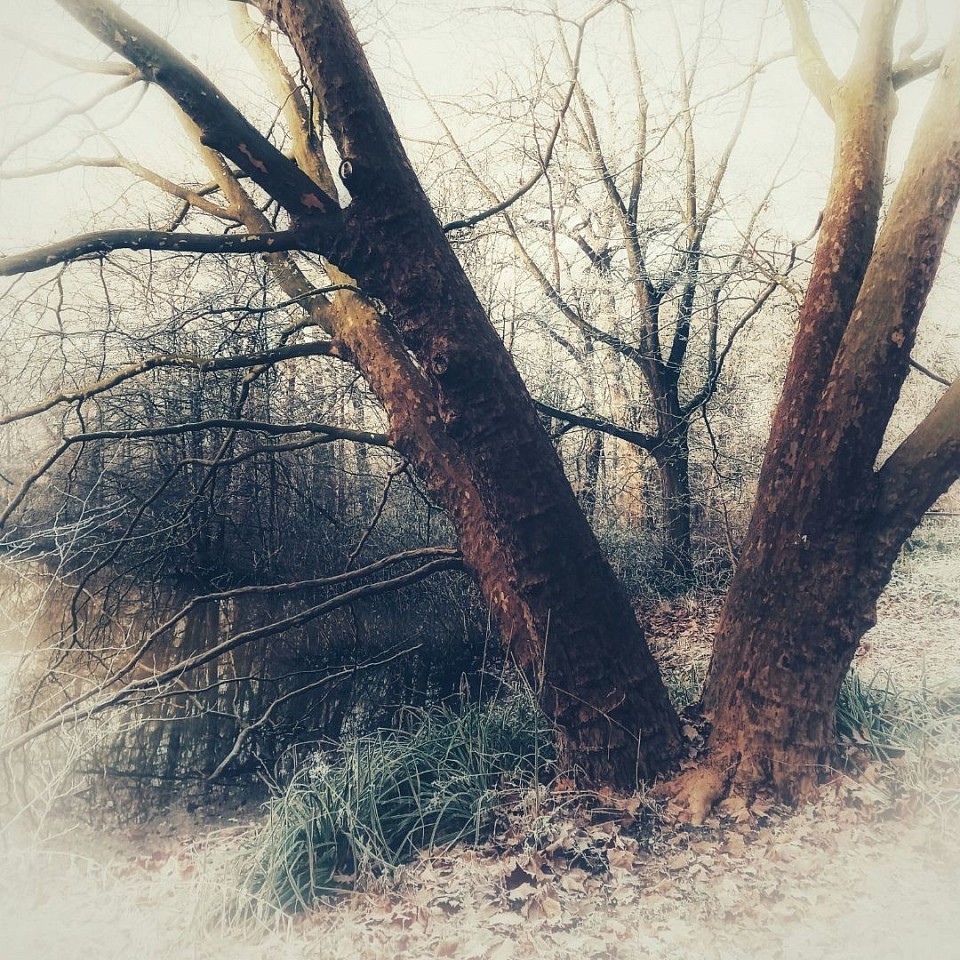 Winterbaum