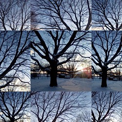 Kahler Baum