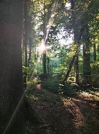 Wald