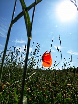 Mohnblumen