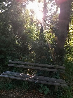 Holzbank