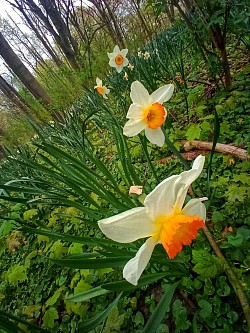 Blumen