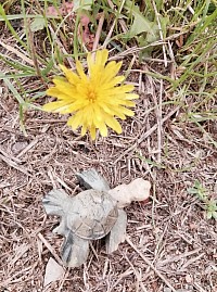Die Schildkröte rettet sich