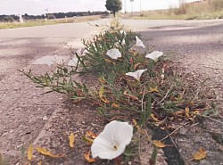 Straßenblumen