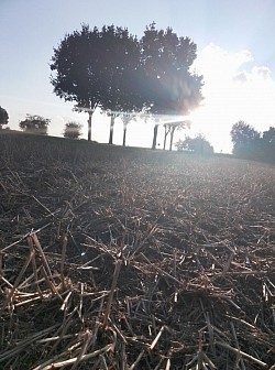Sonnenfeld