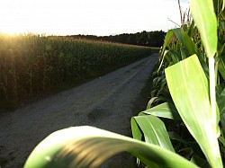Maisfeld