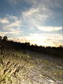 Heide
